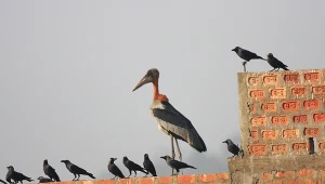 Ogromny bocian wypuszczony na wolność. Robi wielkie wrażenie