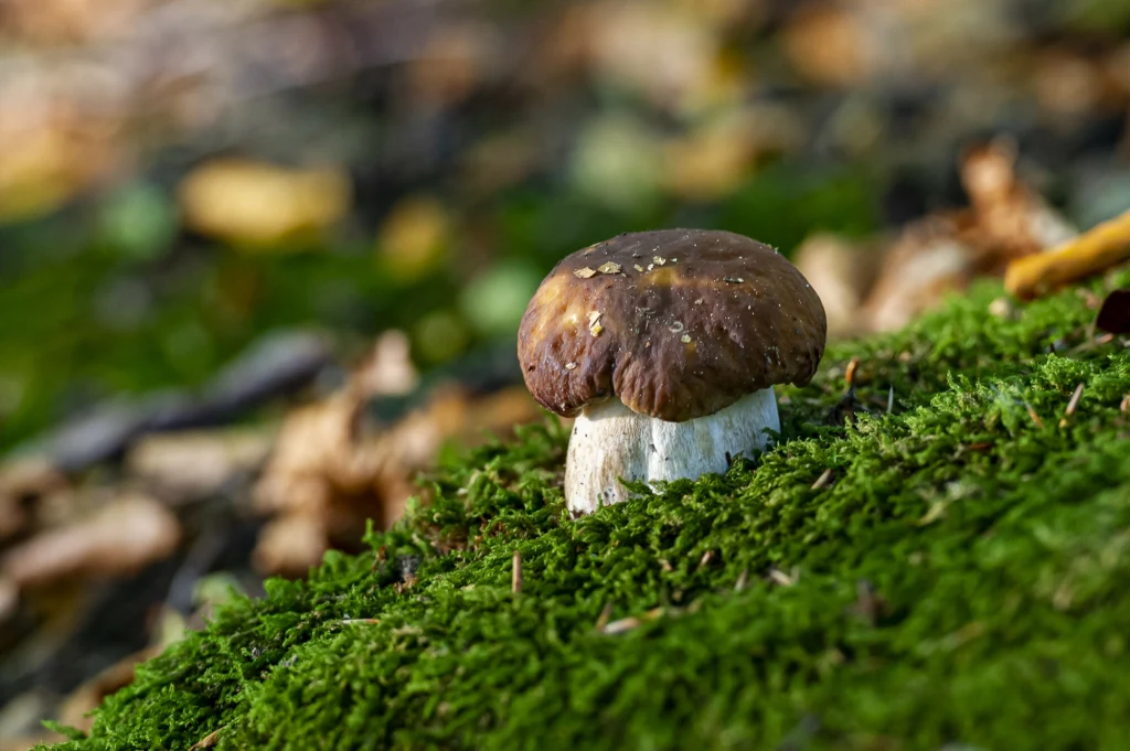 Mchy doskonale znamy z polskich lasów. Okazuje się, że mogą być przydatne w kryminologii Borowik szlachetny rosnący na zielonym mchu w lesie, w otoczeniu delikatnie rozmytych gałęzi i liści.
