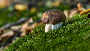 Rosną gęsto w polskich lasach. Mogą pomagać z kryminalnymi zagadkami