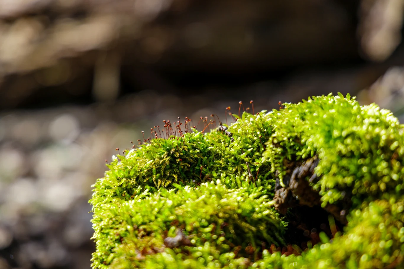 Gęsta, jasnozielona mechata struktura pokrywająca fragment drewna, z widocznymi cienkimi łodyżkami unoszącymi się ponad powierzchnię mchu, w tle rozmyte naturalne otoczenie.