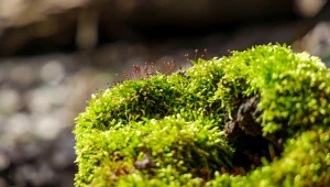 Przestępstwo na cmentarzu. Oskarżonych pogrążył... kawałek mchu