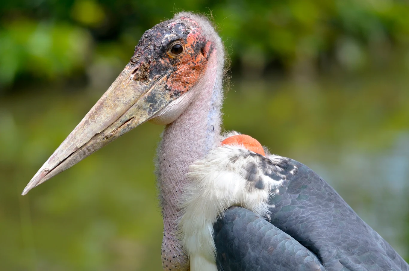 Marabut indyjski to ogromny ptak