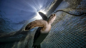 Plastik jest gorszy, niż myśleliśmy. Do śmierci prowadzi już mała garść