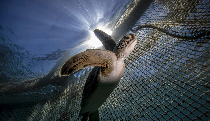 Nowe badania wykazały, że nawet niewielkie ilości plastiku mogą zatruwać i prowadzić do śmierci zwierząt.