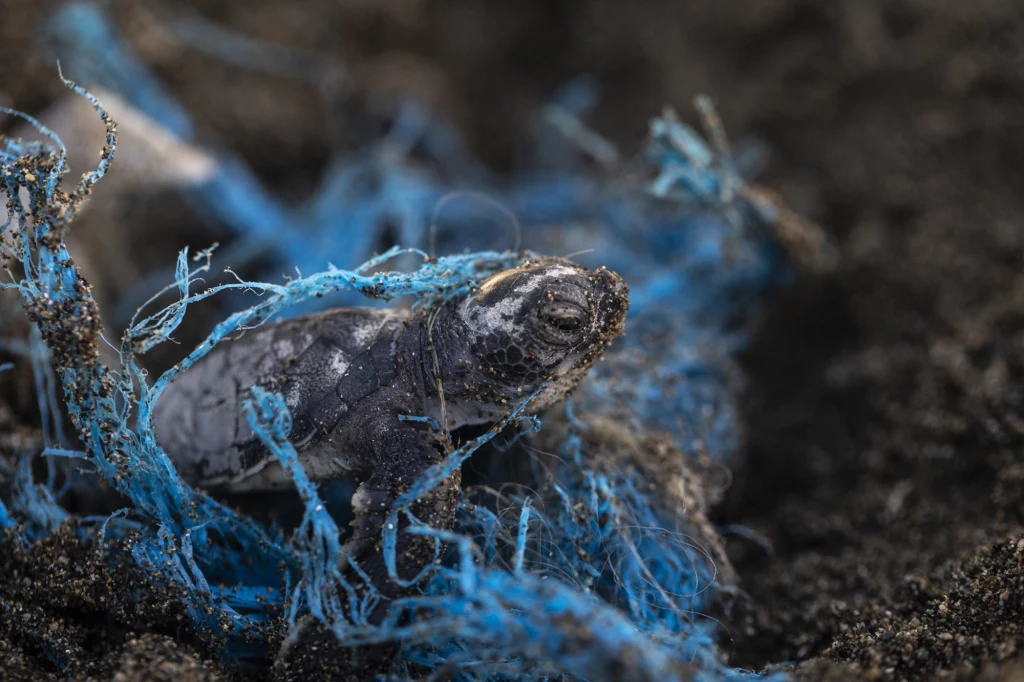 Mały żółw morski uwięziony w niebieskich plastikowych odpadach na ciemnej ziemi, wyraźnie widać trudności, jakie sprawiają zwierzęciu odpady tworzyw sztucznych.