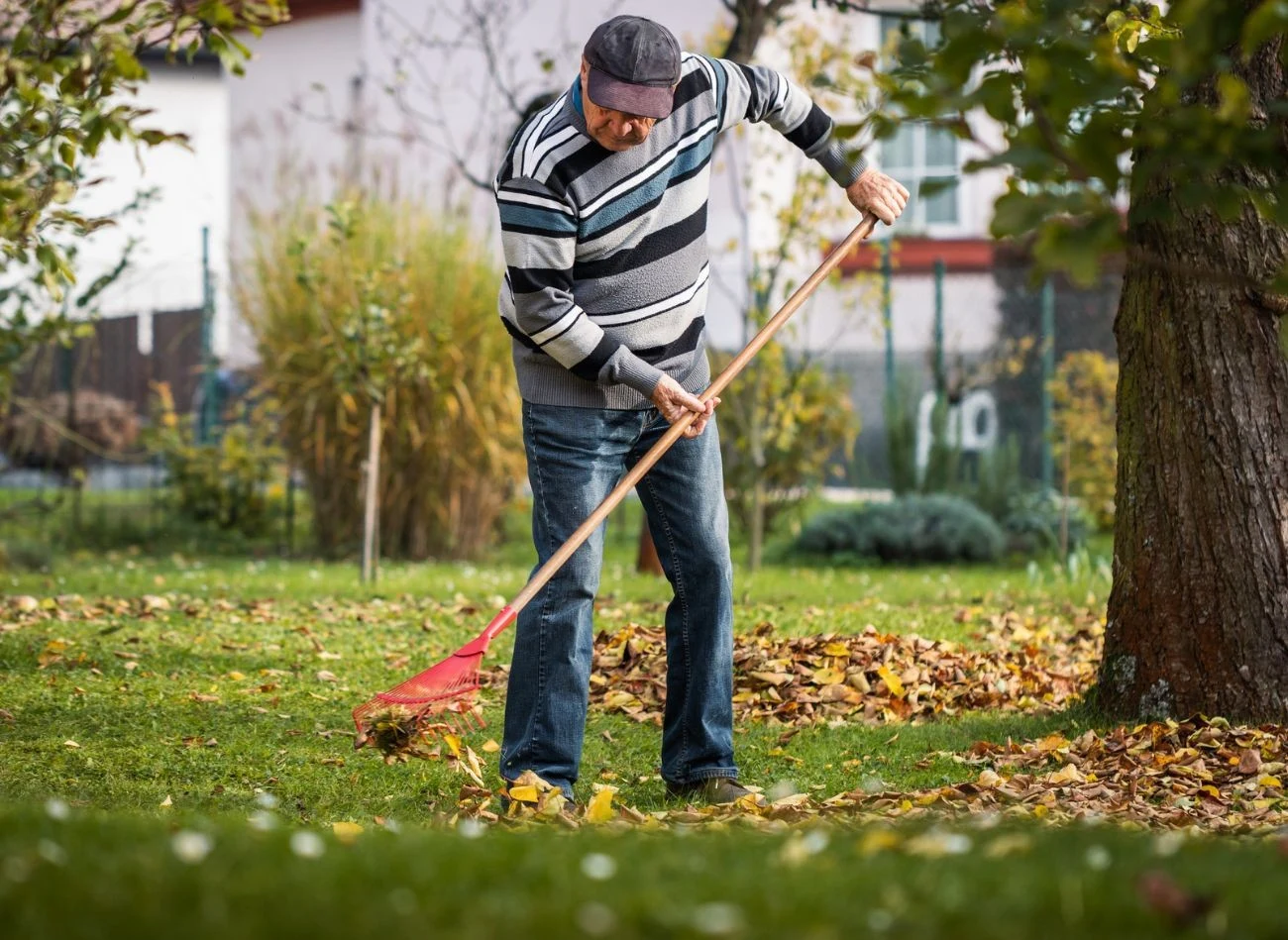 Regularne usuwanie liści z ogrodu zmniejsza ryzyko zadomowienia się w nim szczurów.