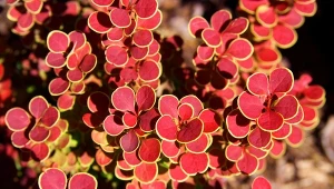 Najpiękniejsze odmiany berberysów, idealne do ogrodu. Na zdjęciu 'Orange Sunrise'.