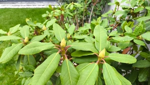 Dlaczego rododendrony trzeba zabezpieczać przed zimą?/Deccoria.pl