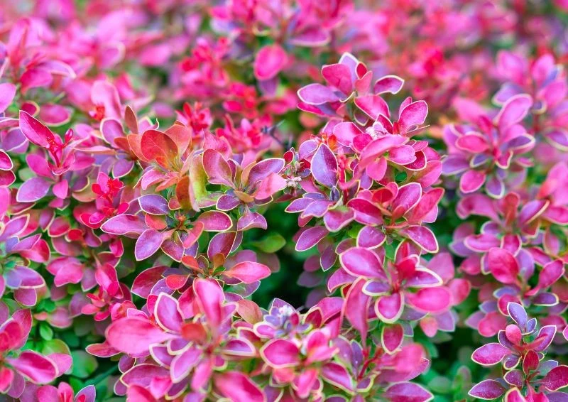 Liście berberysów potrafią przyjmować bardzo intensywne barwy.