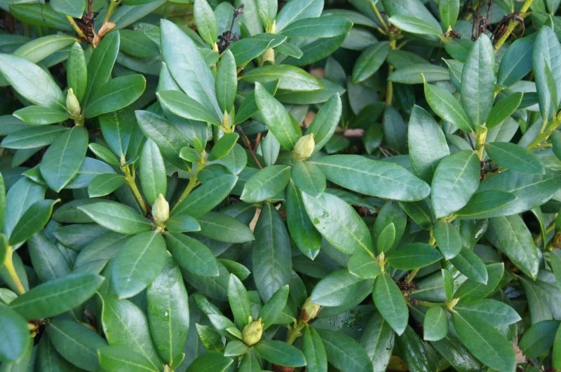 Jeżeli chcemy, by rododendron zakwitł na wiosnę, powinniśmy się o niego zatroszczyć przed zimą