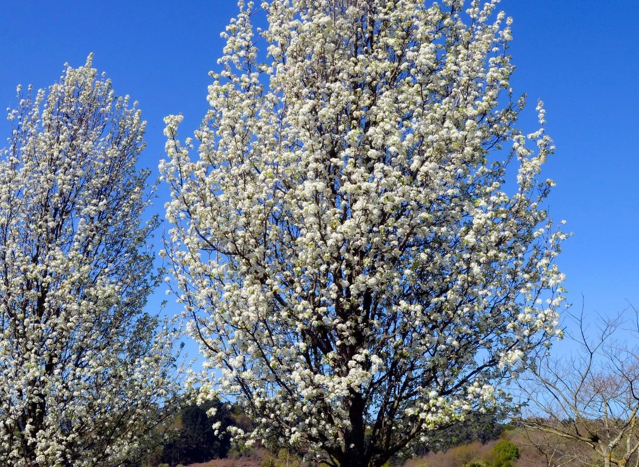 Grusza drobnoowocowa pięknie kwitnie wiosną, ale jej uprawa w ogrodzie może stwarzać wiele problemów