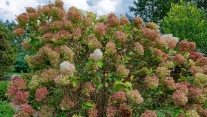 Kiedy najlepiej okryć hortensję na zimę?