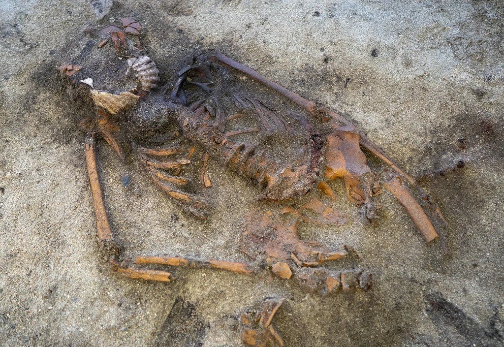 Wikingowie i rytuał, o jakim nikt nie słyszał. Kobieta z muszlami na ustach zadziwia naukowców Szkielet zwierzęcia częściowo odkryty w ziemi, z widocznymi żebrami, miednicą oraz kończynami. Kości są częściowo pokryte piaskiem i ziemią.