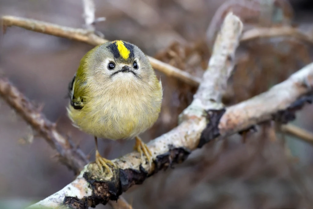 Mały ptak o żółto-oliwkowym upierzeniu z czarną i żółtą plamą na głowie siedzi na gałęzi, w tle rozmyte gałęzie i liście.