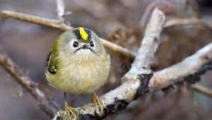 Ten polski ptak jest lekki jak piórko. Jego śpiew najlepiej słyszą dzieci