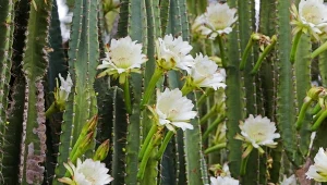 Ta roślina kwitnie tylko nocą. Wygląda zachwycająco, ale jest kapryśna