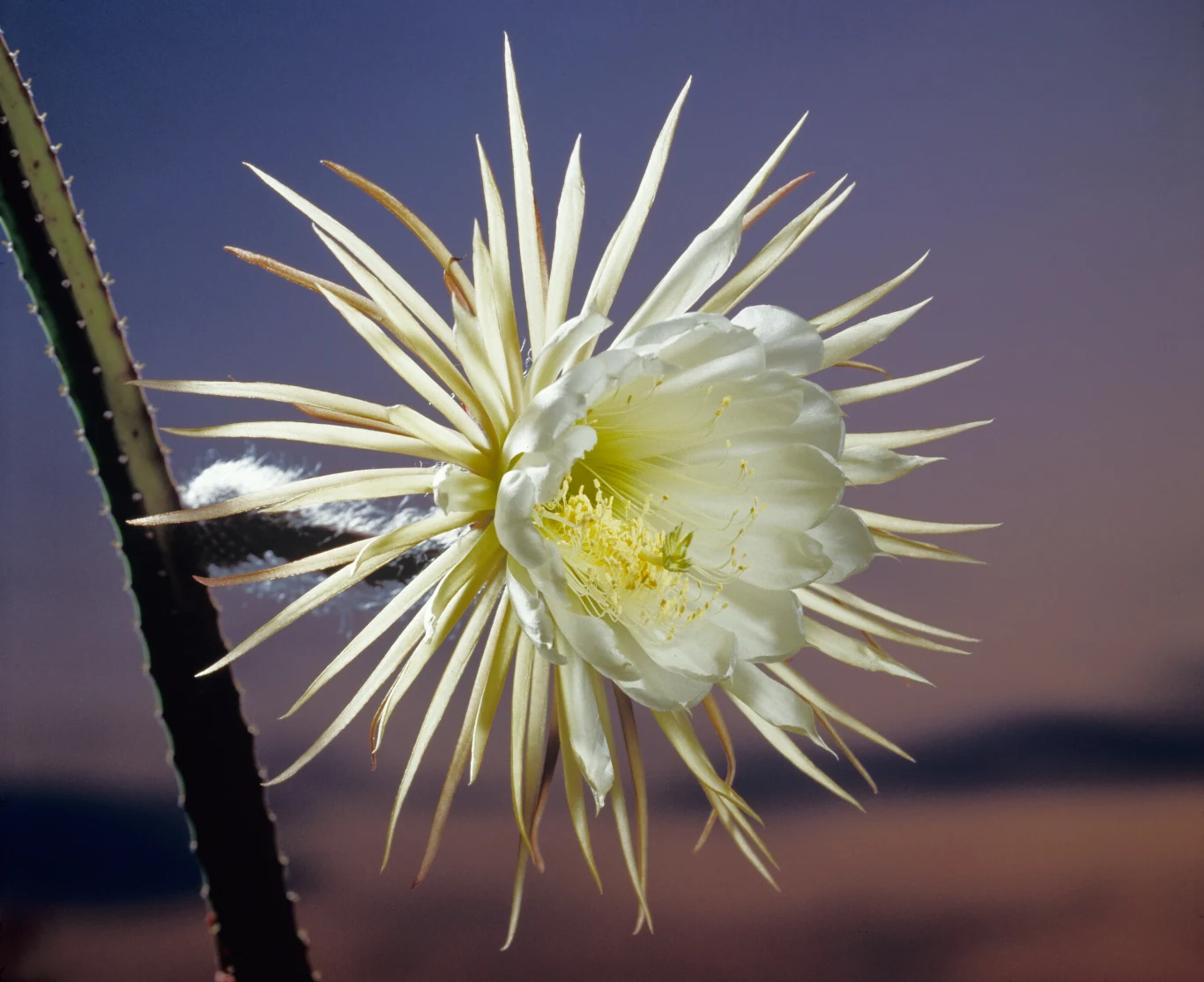Selenicereus wielkokwiatowy zachwyca ogromnymi, białymi kwiatami. Roślina znana jest jako Królowa Nocy. 