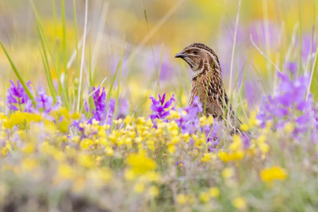 Przepiórka stojąca wśród gęstych fioletowych i żółtych kwiatów na łące, otoczona wysoką trawą i naturalną roślinnością.