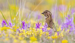 Naziemny ptak zaskoczył ornitologów. Przepiórka pokonała tysiące kilometrów