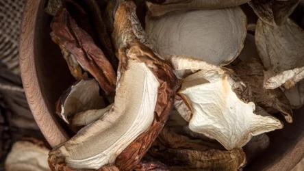 Jak przechowywać suszone grzyby? Są dobre na jelita i nie tylko