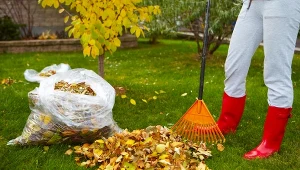 Wrzuć liście do worka. W przyszłym roku otrzymasz darmowy nawóz