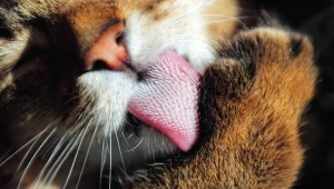 Kot zaczął wykazywać to zachowanie w domu? Nigdy go nie ignoruj