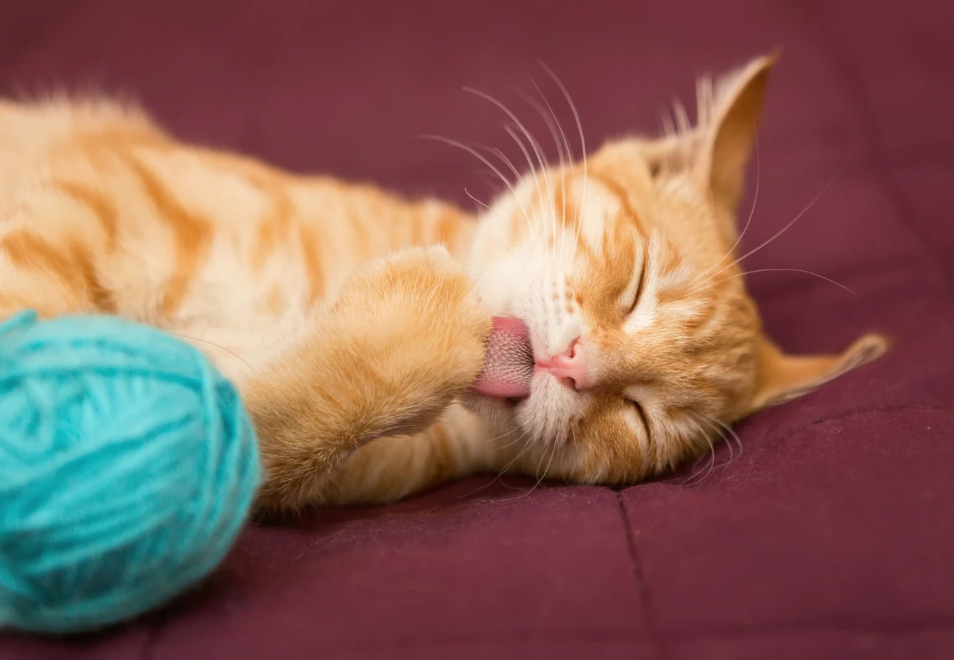 Kiedy zgłosić się po pomoc do lekarza weterynarii? Rudy kot leżący z zamkniętymi oczami na fioletowym tle liże własną łapę, obok niego znajduje się niebieski kłębek wełny.