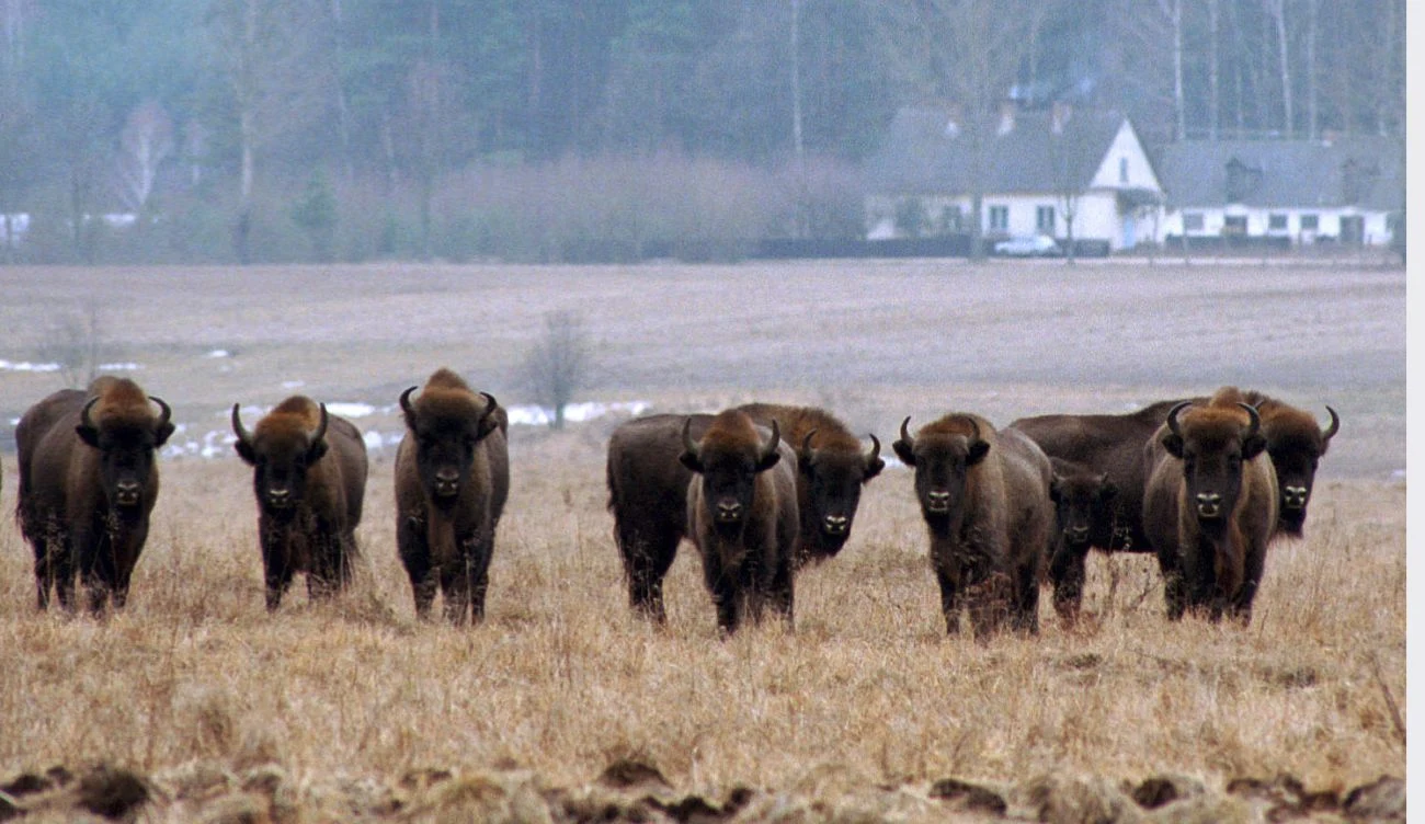 Kiedy dokarmianie dzikich zwierząt jest niebezpieczne? Kilku zasad trzeba przestrzegać Kiedy dokarmianie dzikich zwierząt jest niebezpieczne? Kilku zasad trzeba przestrzegać