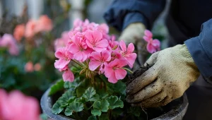 Jak zimować pelargonie, by zachwycały latem? Sekretny sposób