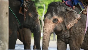 Święte czy wyzyskiwane. Presja na łagodne olbrzymy się zwiększa