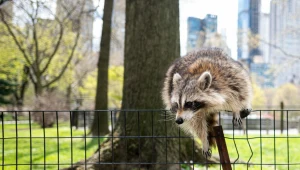 Już nigdy nie odczepią się od ludzi. Specjalnie dostosowały swoje ciała