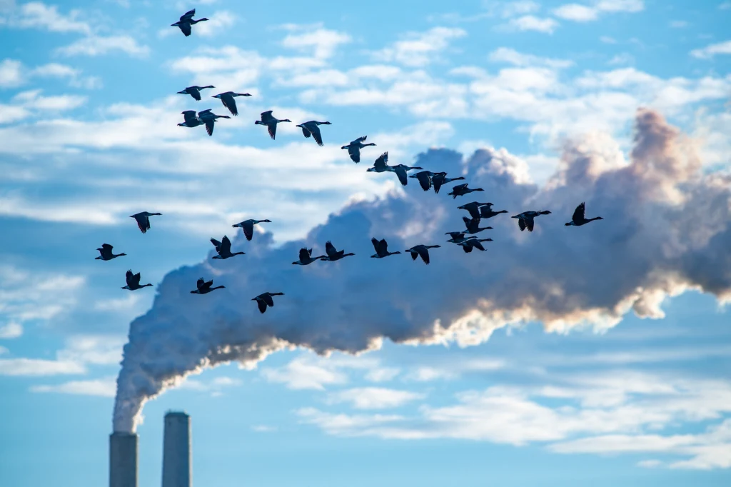 Stado ptaków lecących na tle dymiących kominów przemysłowych, unoszące się chmury dymu kontrastują z błękitem nieba, ukazując wpływ przemysłu na naturę.