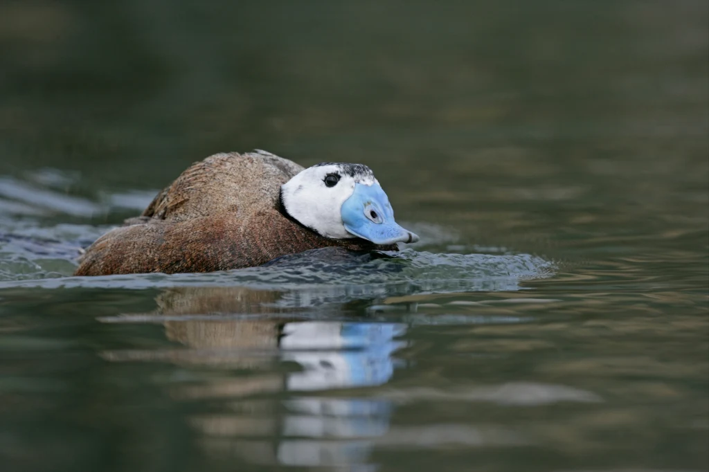 Samiec rybitwy białoczelnej z błękitną głową i brązowym ciałem płynie po spokojnej powierzchni wody, tworząc za sobą małą falę.