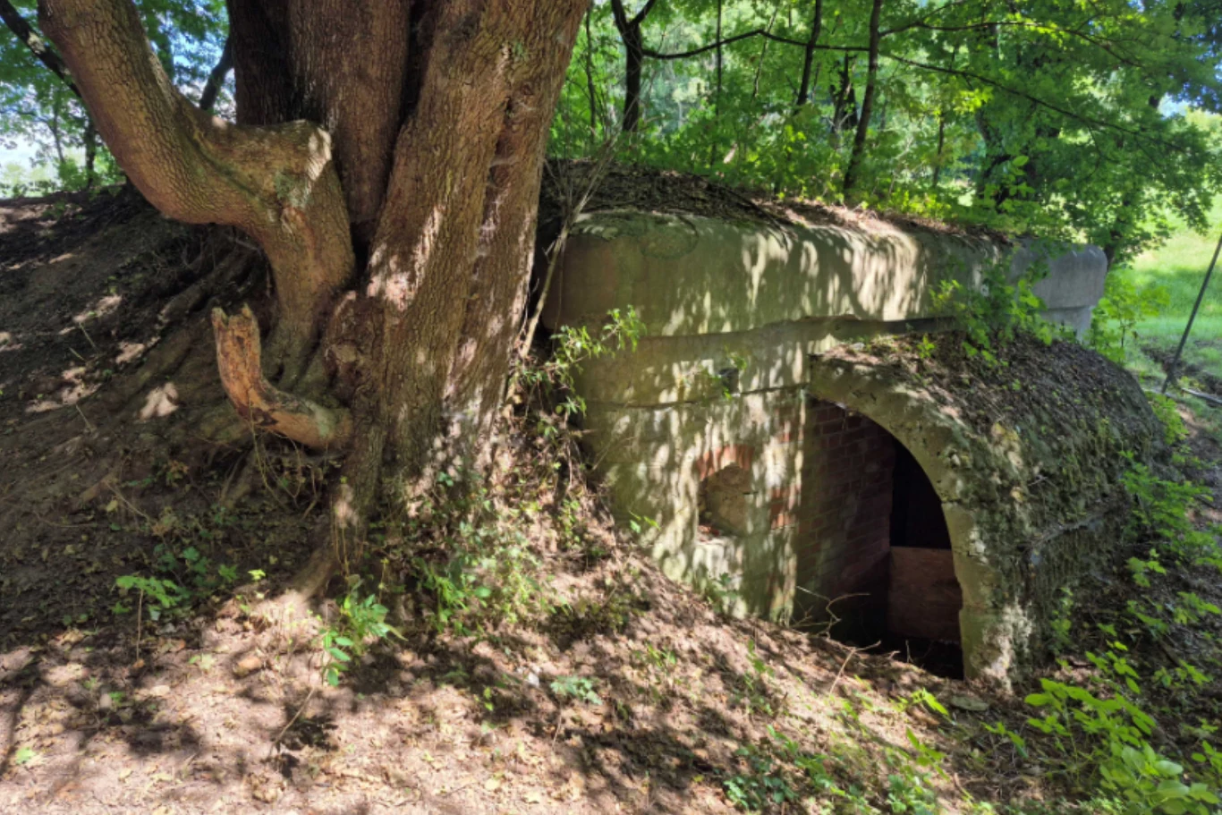 Wejście do betonowego bunkra częściowo ukrytego w ziemi, w otoczeniu dużego drzewa i zieleni, światło słoneczne przenika przez liście, tworząc kontrastujące cienie.