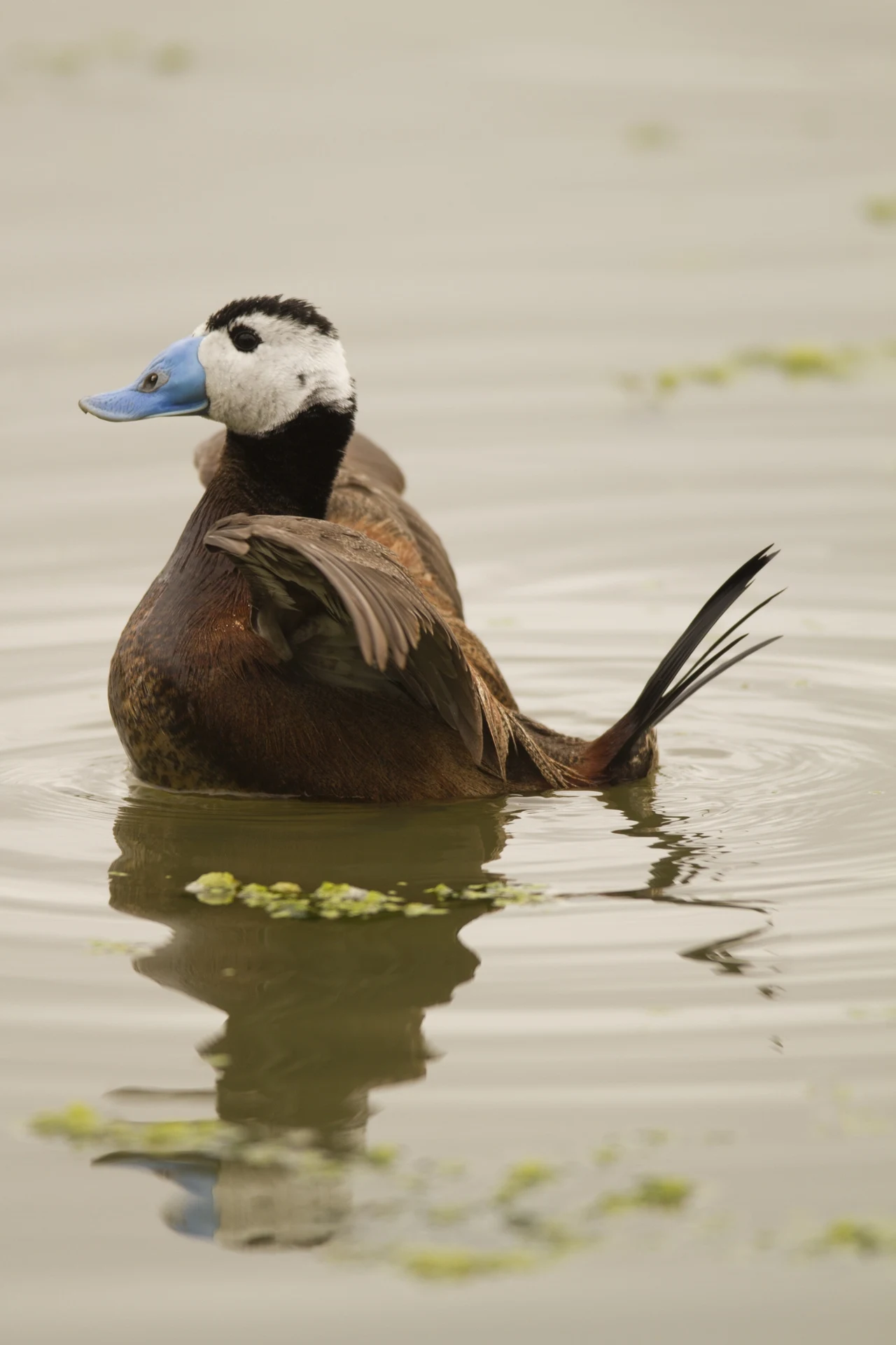 Kaczka o niebieskim dziobie i brązowym upierzeniu pływa po spokojnej wodzie, odbijając się w tafli wody. Wokół rozproszone są niewielkie fragmenty zielonej roślinności wodnej.