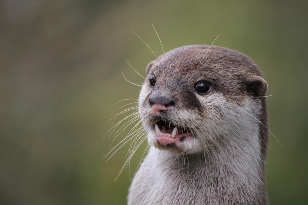 Wydra z otwartym pyskiem, skierowana lekko w bok, na tle rozmytego, zielonego tła. Sierść szara z białymi akcentami na pysku i pod gardłem. Wyraźnie widoczne wibrysy i oczy.