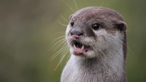 Opiekowali się zwierzęciem. Nie wiedzieli, że od 185 lat jest wymarłe