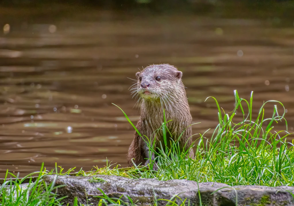 Wydra siedząca na skraju stawu otoczona zieloną trawą, z tłem wodnym i fragmentem kamienia z przodu.