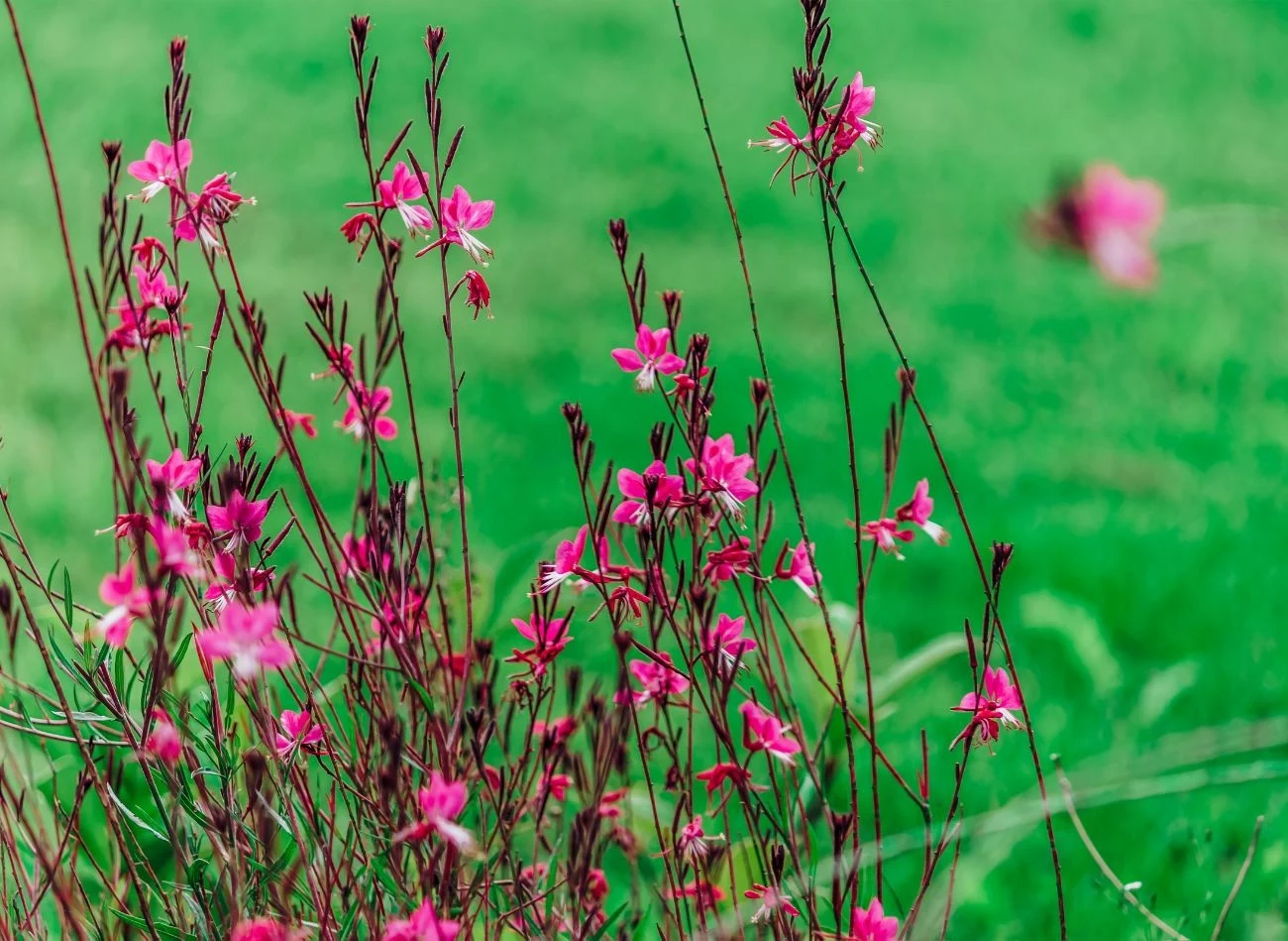 W jaki sposób zabezpieczyć gaurę, żeby uchronić ją przed ciężkim śniegiem i mrozem?