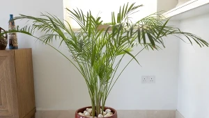 Jak sprawić, by palma zawsze pięknie rosła i była zielona. Fot. GCShutter/Canva Pro