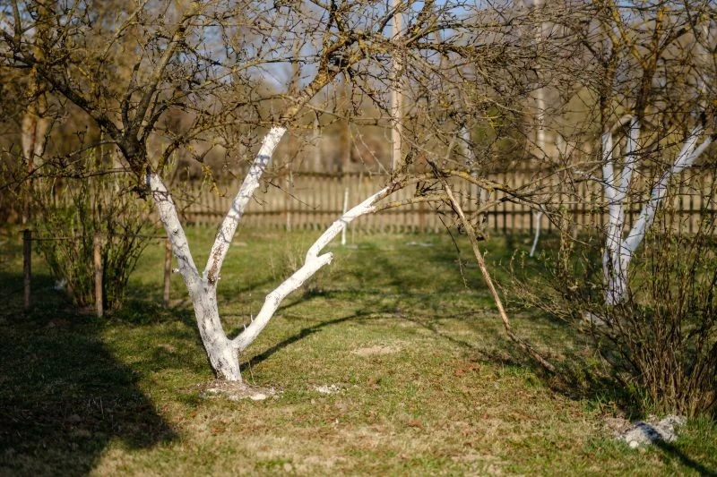 Folię aluminiową zdejmujemy z drzew owocowych wczesną wiosną, gdy miną silne mrozy
