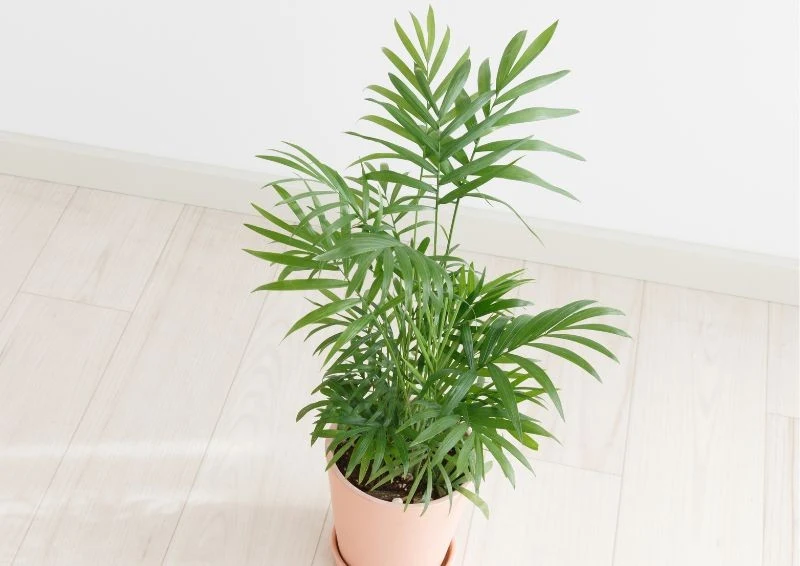 Zdrowa palma powinna mieć intensywnie zielone liście.