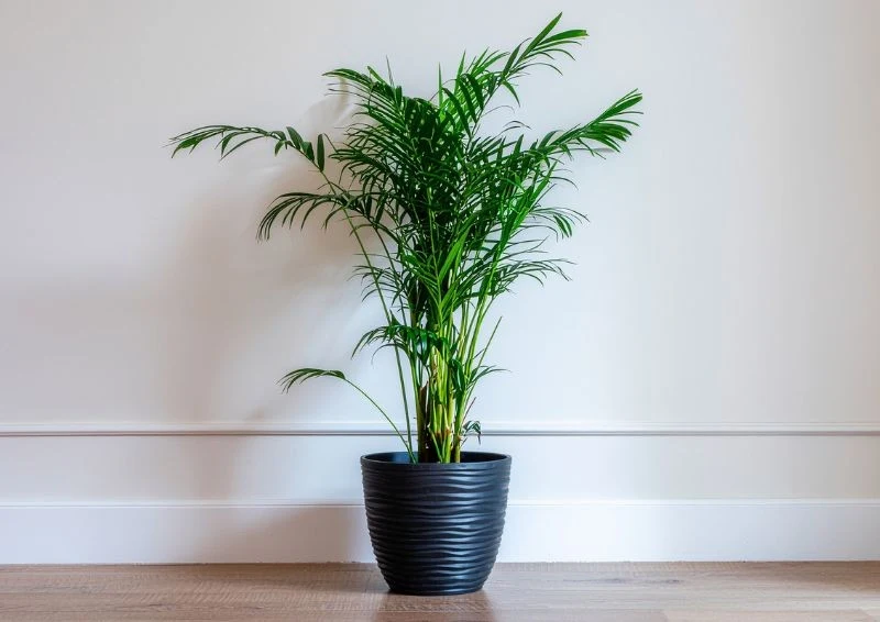 Palma to niezwykle stylowy dodatek do każdego pomieszczenia.