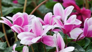 Cyklamen nie ma sobie równych, chociaż często jest mylony z fiołkiem alpejskim.