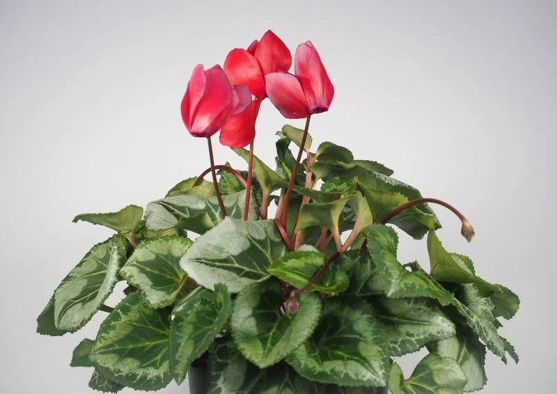 Kwitnący cyklamen perski ozdobi twój dom w środku zimy.