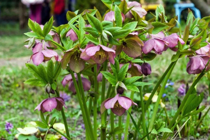 Co lubią ciemierniki