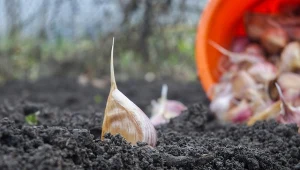 Zdarza się, że czosnek posadzony jesienią wschodzi przed zimą.