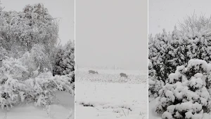 Śnieżyce na południu tworzą nowy problem. Zwiększono stopień zagrożenia