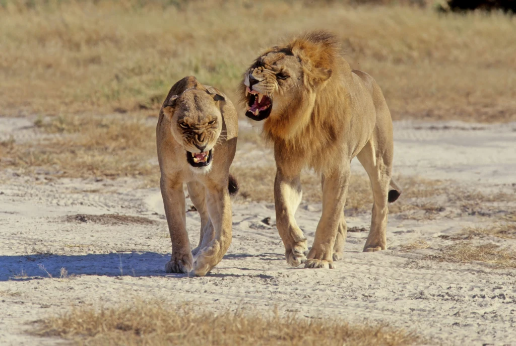 Dwa lwy idą obok siebie po suchej ziemi, oba pokazują zęby i mają otwarte pyski, sugerując agresję lub komunikację między sobą, w tle widoczna sucha trawa i niska roślinność.