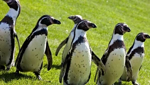 Państwo z Ameryki Południowej przekazało kiepskie wieści. Jest coraz gorzej